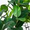 6ft. Artificial Audrey Ficus Leaf Tree in White Decorative Planter